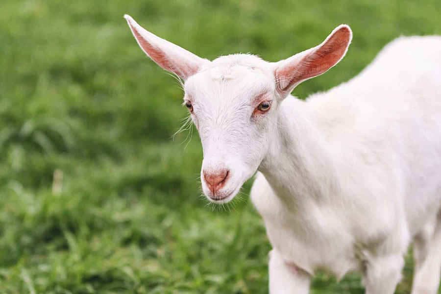 https://www.salinam.com/storage/6584/6733b4e4d4bee_Saanen-Goat-Breed-Info-Characteristics-Breeding-and-Care-FI1.jpg